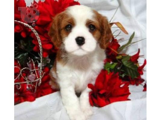 PoulaTo: King of Cavaliers Charles κουτάβια.